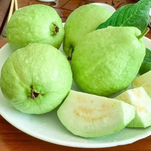 semillas guayaba, columnares en espaldera cama elevada balcón exóticas de oficina 100pcs