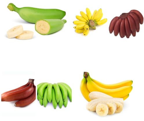 bananensamen bananenbaum topfpflanzen draußen winterhart blühend bananen bonsai balkonpflanzen säulenobst anzucht grünpflanzen zimmerpflanzen winterharte garten kübelpflanzen exotische 65samen