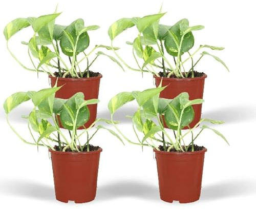 Efeutute – Epipremnum aureum Scindapsus – 4 Pflanzen – Ø12cm – Höhe ca. 20cm – Pflegeleichte Zimmerpflanzen – Rank- & Hängepflanzen für Zuhause & Büro
