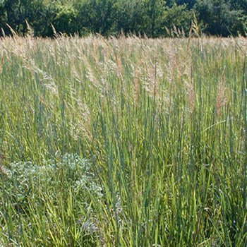 Outsidepride Indian Native Grass Seed - 1 lb. Perennial, Low Maintenance, Drought-Tolerant Prairie Grass Seed for Wildlife Habitat, Livestock Forage, Ornamental Landscaping & Erosion Control