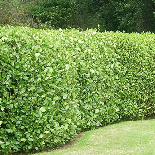 15 Griselinia Littoralis Hedging Evergreen Plants Fast Growing Shrubs 35-50cm Potted Sunnyside Nurseries