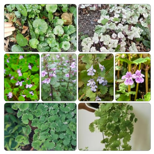 edera terrestre semi di giardino decorazione primaverili selvatici balcone estivi 400pcs