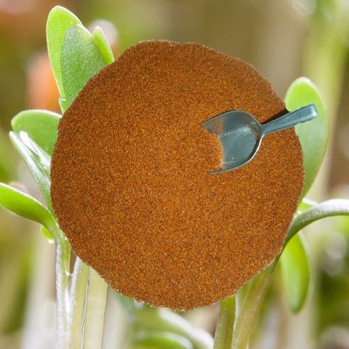 Kresse Gartenkresse Einfache Sprint Züchtersaat – 1kg frische, reine Ware