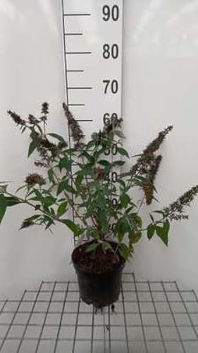 Buddleja dav. 'Reve de Papillon Lavander'® - Schmetterlingsflieder 40-60 cm Container