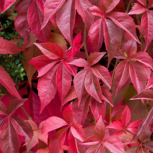 GardenersDream Parthenocissus Quinquefolia - Vigne Vierge Vraie Résistante au Froid - Plante Grimpante à Croissance Rapide - Plante Extérieur Couleurs Automnales
