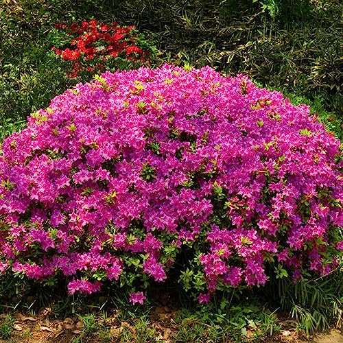 semillas resistentes de azalea - decoración balcones perennes interior sombra 40pcs