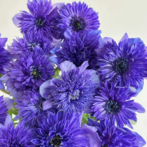 semi di anemone perenni di resistenza tagliati primavera serrature balcone semi perenni selvaggio, semina autunno, perenne 50pcs