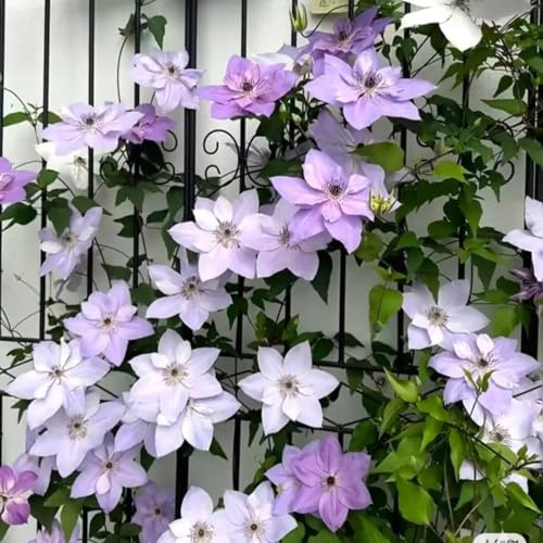Kletternde Clematis – Winterhart, ideal zur Dekoration von Gartenzaun und Beet-10knolle-G