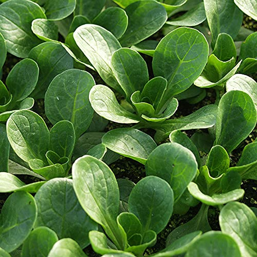 NIKA SEEDS - Seeds Vegetable Corn Salad Lettuce - 500 Seeds