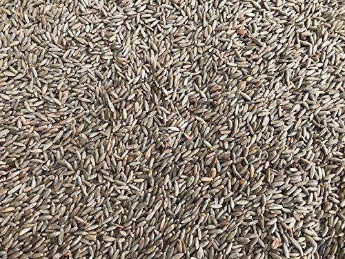 Heinrichs Agrar 10 kg Roggen Brotroggen Futterroggen Fischfutter Regional Rheinhessen aus der Layenmühle