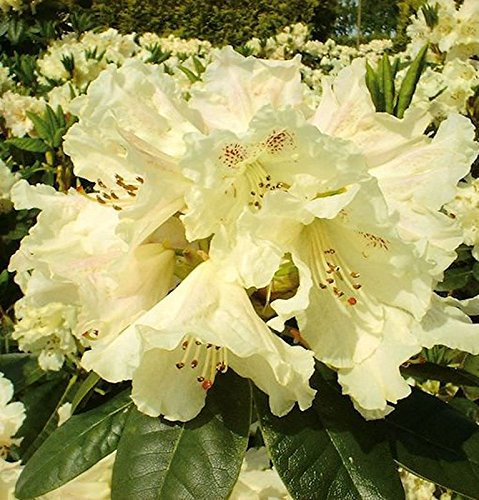 INKARHO - Großblumige Rhododendron Bellini 30-40cm - Alpenrose - lebende Gartenpflanze aus den Baumschulen