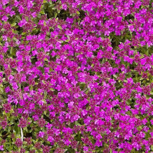 200 piezas semillas de tomillo que cubren el suelo - semillas jardin de jardin para
