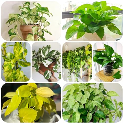 semi di edera appesi, verdi da interno regali per gli amanti del giardino decorazione del soggiorno in rapida crescita vecchie varietà sempreverdi 400pcs