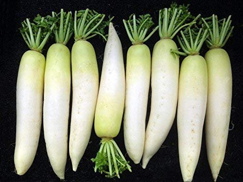 RWS 100 graines de graines de radis japonais, radis daikon, radis géant, radis d'hiver