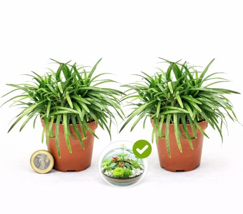 POWERS TO FLOWERS - OPHIOPOGON JAPONICUS, CONVALLARIA, MUGHETTO GIAPPONESE, 2 PIANTE, MICRO IDEALE PER TERRARIUM Vaso 5 cm diametro, Pianta Vera