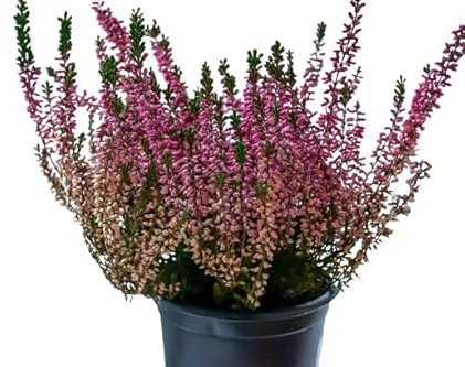 Brezo Natural - Planta Mediterránea de Exterior - Mix Color - Arbusto Fácil de Cuidar