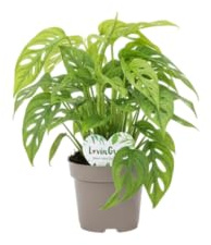 DECOALIVE Monstera Adansonii Planta Verde Tropical de Fácil Adaptación y Mantenimiento