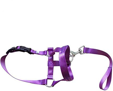 HABADOG Nylon Dogs Head Collar Dog Training Halter Blue Red Black Colors S M L XL XXL Sizes (Color : Purple, Size : M)