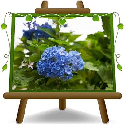 EURO PLANTS VIVAI Ortensia Azzurra Pianta Ornamentale - su Vaso da 18 cm - Altezza 40 cm