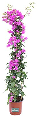 Pianta vera di Bougainvillea Sanderiana varie grandezze fiore viola rampicante ornamentale fiorita da esterno venduta da eGarden.store (Bougainvillea Sanderiana Piramide v17)