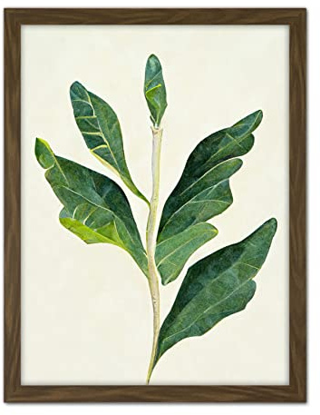Doppelganger33 LTD Detail of Rubber Fig Plant Botanical Illustration Artwork Framed Wall Art Print 18X24 inch