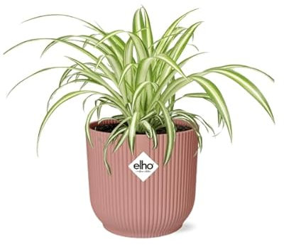 Grünlilie - Chlorophytum Comosum Variegatum - Zimmerpflanze + Topf Vibes Fold 14cm Rosa