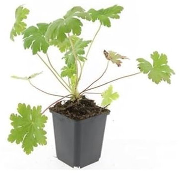 Bodendecker - Balkan-Storchschnabel - Geranium macrorrhizum 'Ingwersen's Variety' - 9cm Topf - Set mit 60 Pflanzen