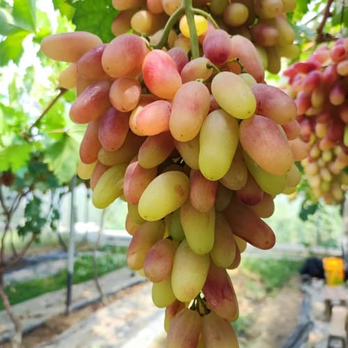 semillas de uva, huerta Vitis vinífera, verdes semillas de para jardin variedades antiguas semillas exóticas regalos inusuales de jardin 150pcs