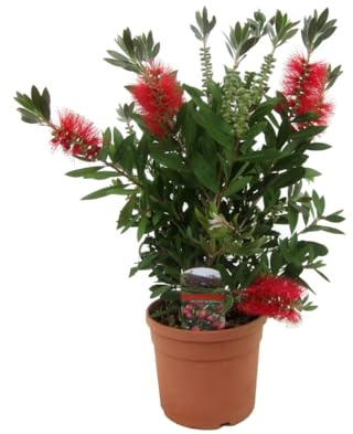 Callistemone Callistemon leavis, Pianta in Vaso ø 19 cm h 50 cm circa Vivaio di Castelletto