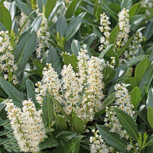 Semi di alloro ciliegia - appartamento, estremamente resistenti esotiche tappezzare per il giardino interno, 180pcs