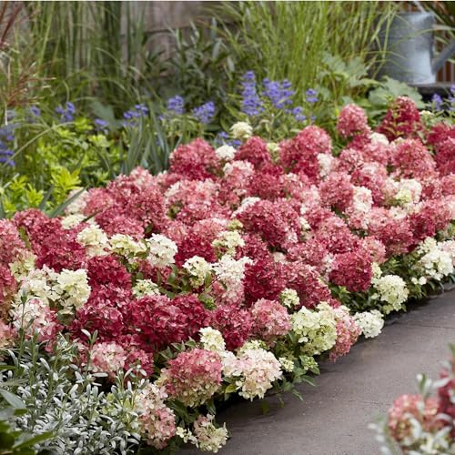 Green boutiQ - Plante de jardin - Hydrangea panniculata Groundbreaker Ruby - Hortensia en panicule - Rustique - Rouge - 2 Plantes - Pot 14cm - Hauteur 20-25cm