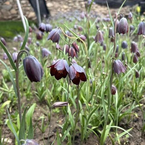 Bulbi di imperiali Crown - resistenti per giardini rocciosi decorazioni giardino per esterni serre balcone arredamento del soggiorno giardino decorazioni 3pcs