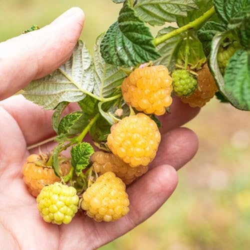 Semi di lampone, resistenti per il giardino fresca regali per gli amanti del giardino da semi esotici frutteto regali per giardinieri 500pcs
