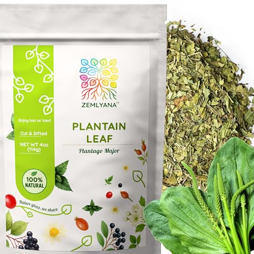 Dried Plantain Leaf Herb for Tea - Plantago Major Leaves - Hojas de Llanten Hierba - Cut & Sifted Natural Broadleaf Plantain Herbs, 4oz