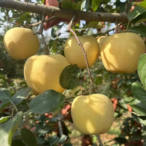 semi di mela di melo Le da giardino sono perenni resistenti di letti rialzati, in crescita rare, interno da appartamento, 65pcs