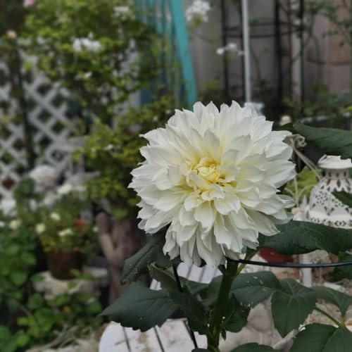 tubérculos de dalia excelente decoración jardín primavera plantación 4pcs