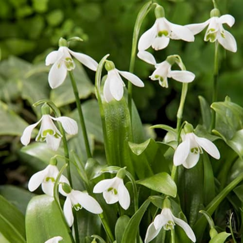Bloomique - Mélange de 25 - Galanthus Woronowii - Perce-neige - Blanc - Bulbes à fleurs - Floraison printanière - Plantes vivaces - Pousse jusqu'à 10-15 cm