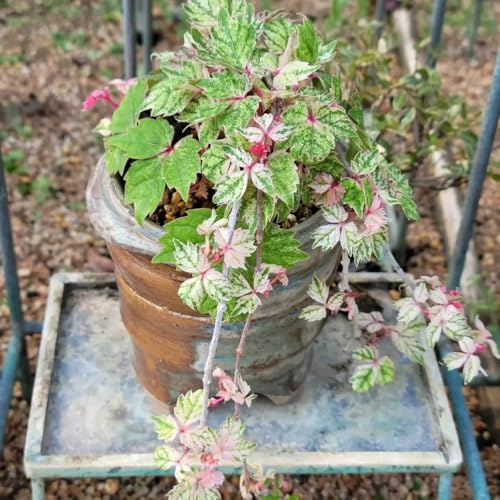 Vite americana, vite capelvenere - giardino esotico resistente Parthenocissus Quinquefolia rare balcone autunnali, resistenti, prodotti sostenibili giardino 160semi