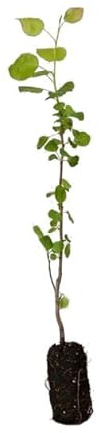 Pyrus Communis Natural Árbol para Cultivar Peras que Debes Tener en tu Huerto