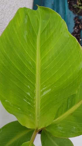 Musa sikkimensis x balbisiana 'Dajiao' / Bananier à fruits comestibles/Conteneur de 1 à 1.9 litres