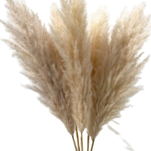 Ramo Seco de Hierba de la Pampa - 5 Tallos Largos y Naturales para Espacios Sofisticados