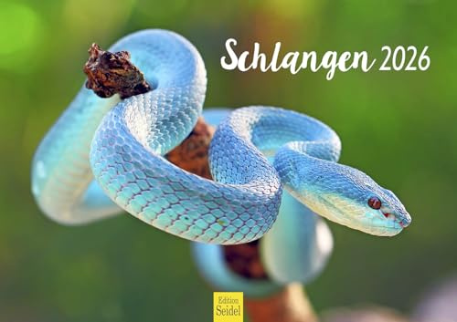 Edition Seidel Calendario premium de serpientes 2026, formato DIN A3, calendario de pared, calendario animal, serpiente, reptiles, escalopas