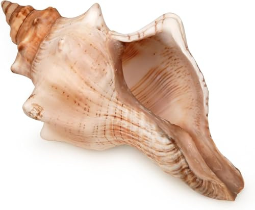 OXU ION Giant Natural Conch Shell 6-8 Inches, Large Seashell for Vase Filler, Air Plants, Home Decor, Wedding and Beach Theme Party Decoration, Aquarium Accessories