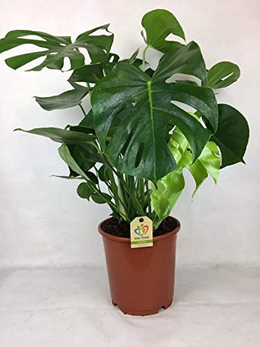 Planta de queso suizo grande Monstera deliciosa, maceta de 21 cm, 80 cm de alto, incluye maceta.