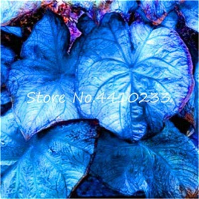 Halb Neue 100pcs Caladium Bicolor Fiori per il giardinaggio blu