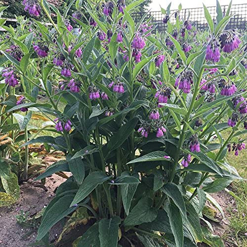 Mature Comfrey Plants, Bare Root x2 Bocking 14 Symphytum x uplandicum
