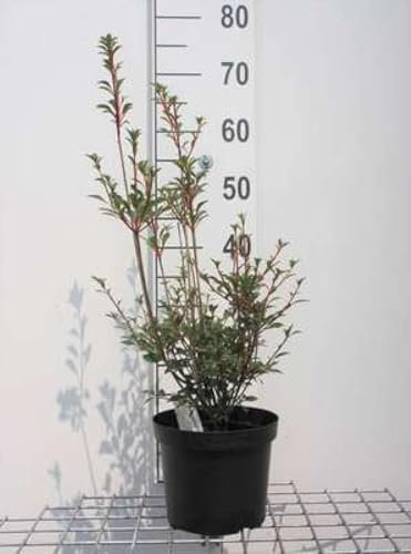 Enkianthus campanulatus - Andromede Campanulé, Enkianthe Campanulé 40-50 cm en pot