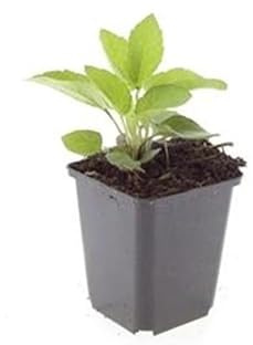 Zierstaude Sonnenhut Rudbeckia fulgida 'Goldsturm' Set mit 12 Pflanzen