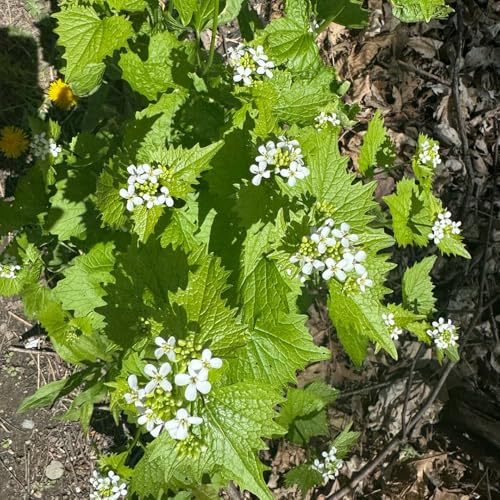 mostaza con ajo - jardín variedades antiguas decoración 100semillas