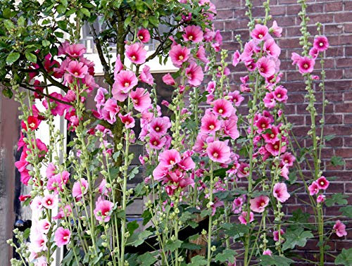 35 Graines de Rose Trémière - fleurs jardins ornement- semences paysannes reproductibles - SemiSauvage